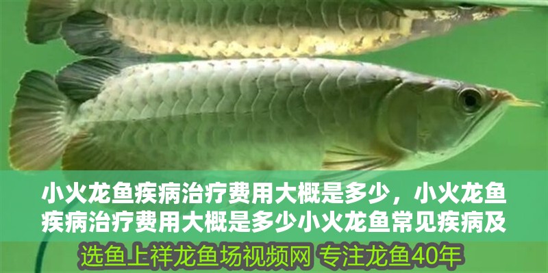 小火龍魚疾病治療費用大概是多少，小火龍魚疾病治療費用大概是多少小火龍魚常見疾病及其癥狀