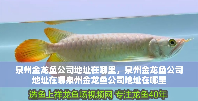 泉州金龍魚公司地址在哪里，泉州金龍魚公司地址在哪泉州金龍魚公司地址在哪里