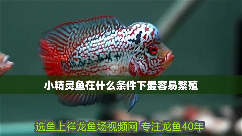 小精靈魚在什么條件下最容易繁殖