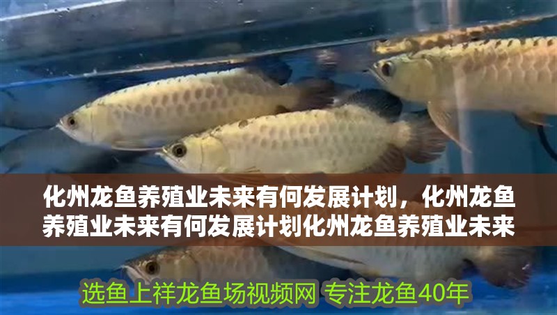 化州龍魚養殖業未來有何發展計劃，化州龍魚養殖業未來有何發展計劃化州龍魚養殖業未來有何發展計劃