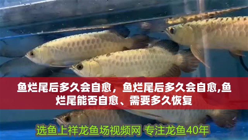 詳細閱讀:魚爛尾后多久會自愈,魚爛尾后多久會自愈,魚爛尾能否自愈、需要多久恢復 魚爛尾后多久會自愈,魚爛尾后多久會自愈,魚爛尾能否自愈、需要多久恢復