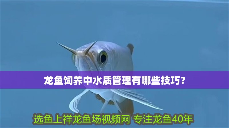 龍魚飼養(yǎng)中水質(zhì)管理有哪些技巧？
