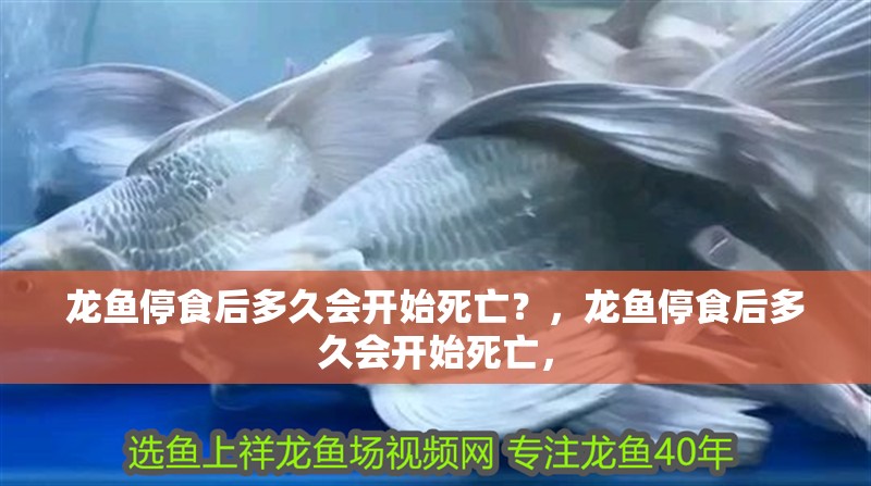 龍魚停食后多久會開始死亡？，龍魚停食后多久會開始死亡，