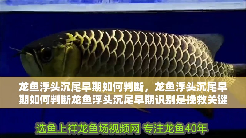 龍魚浮頭沉尾早期如何判斷，龍魚浮頭沉尾早期如何判斷龍魚浮頭沉尾早期識別是挽救關鍵