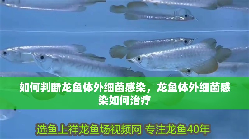 如何判斷龍魚體外細菌感染，龍魚體外細菌感染如何治療