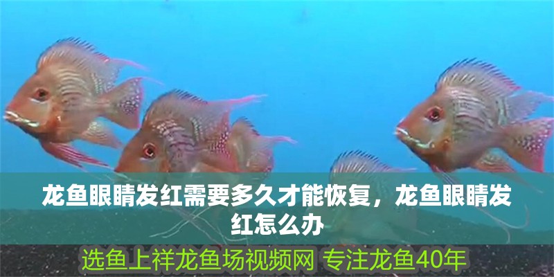 龍魚眼睛發紅需要多久才能恢復，龍魚眼睛發紅怎么辦