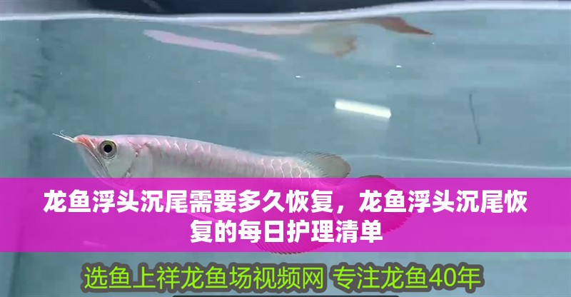 龍魚浮頭沉尾需要多久恢復，龍魚浮頭沉尾恢復的每日護理清單 龍魚浮頭沉尾需要多久恢復，龍魚浮頭沉尾恢復的每日護理清單 龍魚百科