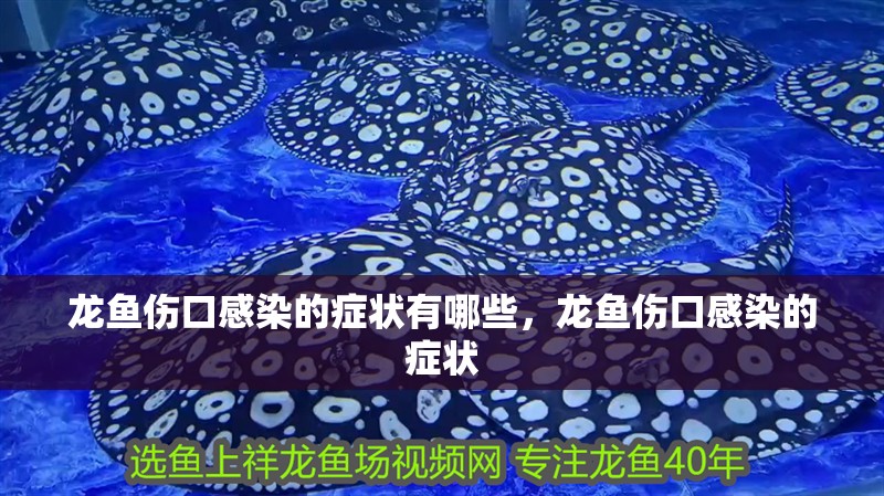 龍魚傷口感染的癥狀有哪些，龍魚傷口感染的癥狀