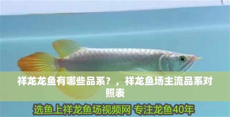 祥龍龍魚有哪些品系？，祥龍魚場主流品系對照表