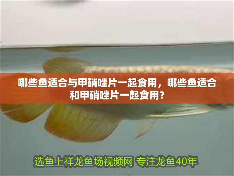 哪些魚適合與甲硝唑片一起食用，哪些魚適合和甲硝唑片一起食用？