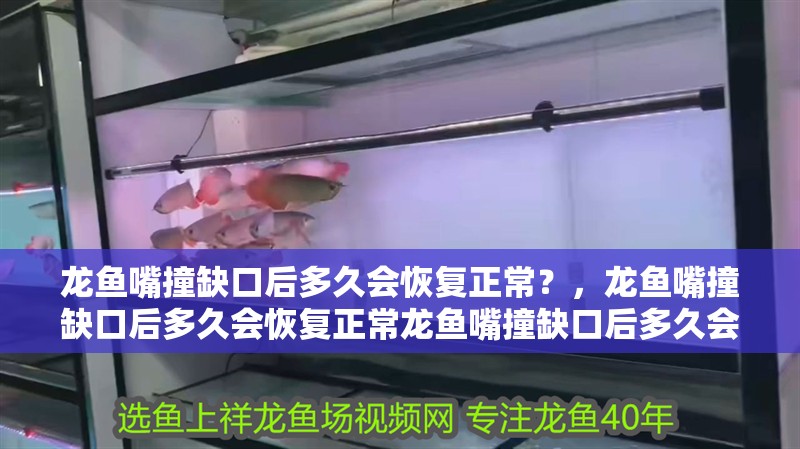 詳細閱讀:龍魚嘴撞缺口后多久會恢復正常?,龍魚嘴撞缺口后多久會恢復正常龍魚嘴撞缺口后多久會恢復正常 龍魚嘴撞缺口后多久會恢復正常?,龍魚嘴撞缺口后多久會恢復正常龍魚嘴撞缺口后多久會恢復正常