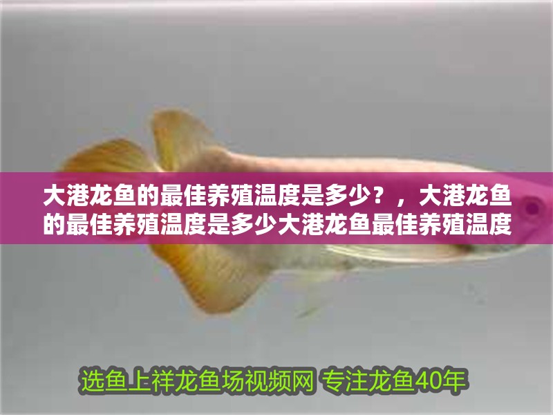 大港龍魚的最佳養(yǎng)殖溫度是多少？，大港龍魚的最佳養(yǎng)殖溫度是多少大港龍魚最佳養(yǎng)殖溫度是多少