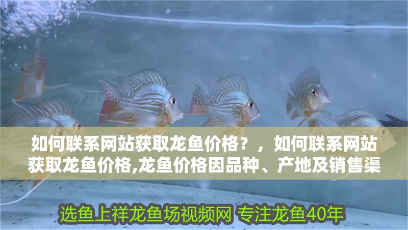 如何聯(lián)系網(wǎng)站獲取龍魚價格？，如何聯(lián)系網(wǎng)站獲取龍魚價格,龍魚價格因品種、產(chǎn)地及銷售渠道差異較大