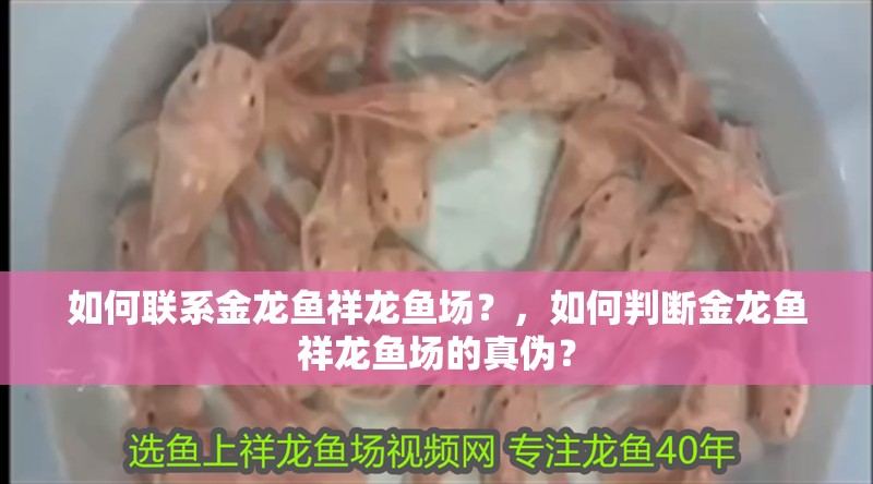 如何聯系金龍魚祥龍魚場？，如何判斷金龍魚祥龍魚場的真偽？