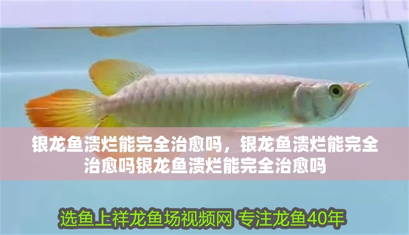 銀龍魚潰爛能完全治愈嗎，銀龍魚潰爛能完全治愈嗎銀龍魚潰爛能完全治愈嗎