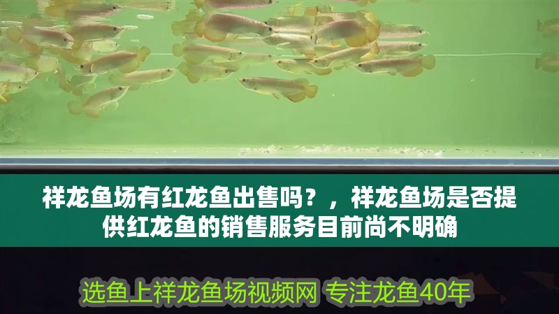 祥龍魚場有紅龍魚出售嗎？，祥龍魚場是否提供紅龍魚的銷售服務目前尚不明確