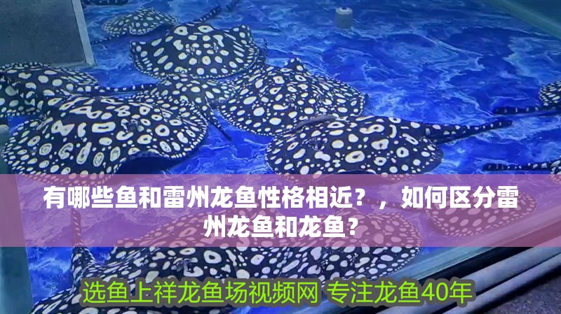有哪些魚和雷州龍魚性格相近？，如何區(qū)分雷州龍魚和龍魚？