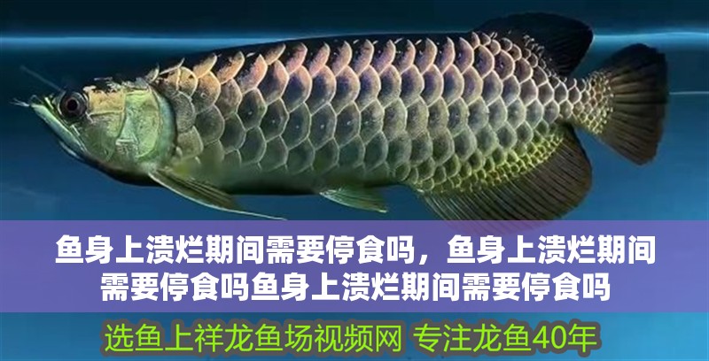 魚身上潰爛期間需要停食嗎，魚身上潰爛期間需要停食嗎魚身上潰爛期間需要停食嗎