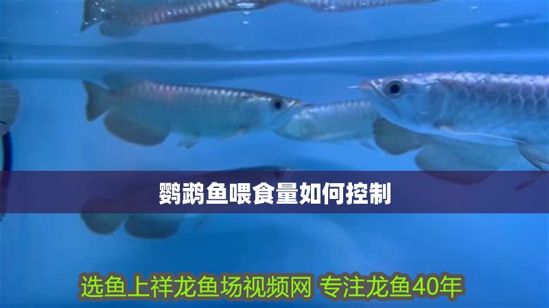 鸚鵡魚喂食量如何控制