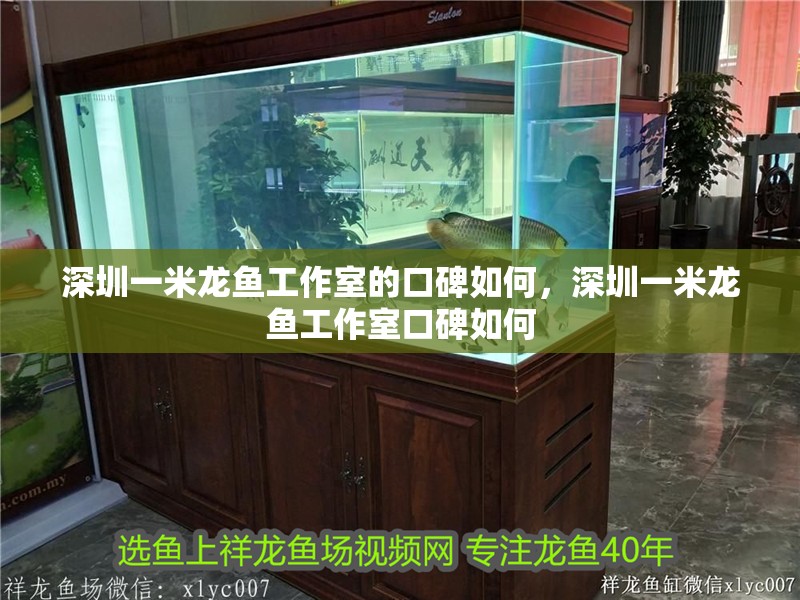 詳細閱讀:深圳一米龍魚工作室的口碑如何,深圳一米龍魚工作室口碑如何 深圳一米龍魚工作室的口碑如何,深圳一米龍魚工作室口碑如何