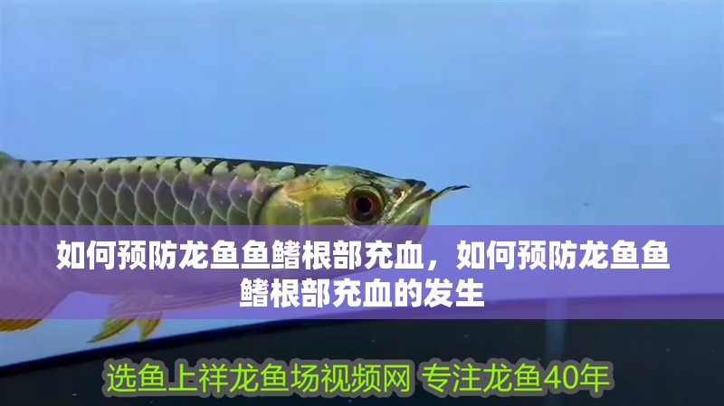 詳細閱讀:如何預防龍魚魚鰭根部充血,如何預防龍魚魚鰭根部充血的發生 如何預防龍魚魚鰭根部充血,如何預防龍魚魚鰭根部充血的發生