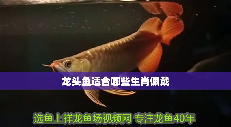 詳細閱讀:龍頭魚適合哪些生肖佩戴 龍頭魚適合哪些生肖佩戴