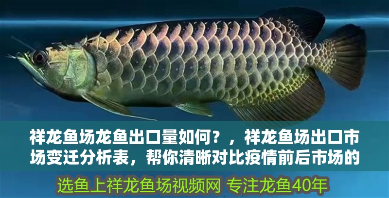 祥龍魚場龍魚出口量如何？，祥龍魚場出口市場變遷分析表，幫你清晰對比疫情前后市場的變化 祥龍魚場龍魚出口量如何？，祥龍魚場出口市場變遷分析表，幫你清晰對比疫情前后市場的變化 龍魚百科