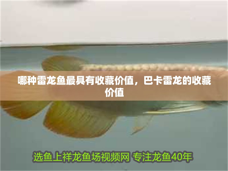 哪種雷龍魚最具有收藏價值，巴卡雷龍的收藏價值