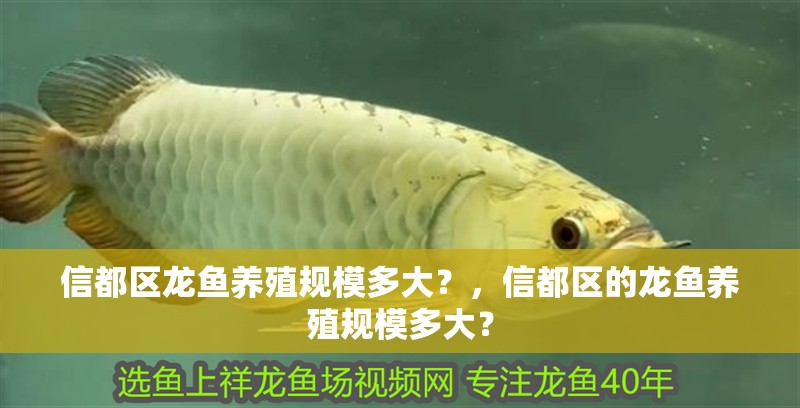 信都區龍魚養殖規模多大？，信都區的龍魚養殖規模多大？