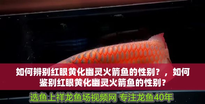 如何辨別紅眼黃化幽靈火箭魚(yú)的性別？，如何鑒別紅眼黃化幽靈火箭魚(yú)的性別？ 如何辨別紅眼黃化幽靈火箭魚(yú)的性別？，如何鑒別紅眼黃化幽靈火箭魚(yú)的性別？ 龍魚(yú)百科