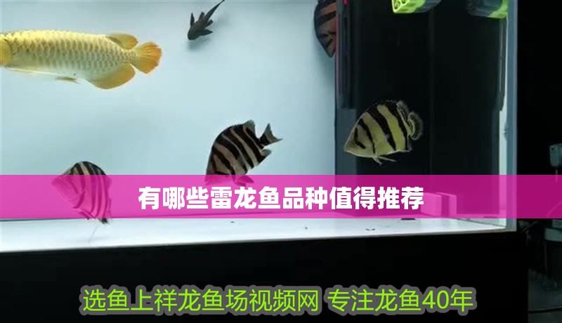 有哪些雷龍魚品種值得推薦 有哪些雷龍魚品種值得推薦 龍魚百科