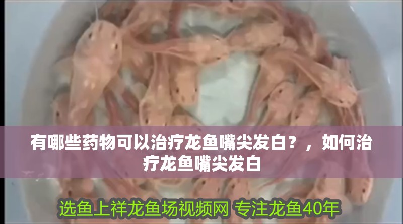 有哪些藥物可以治療龍魚嘴尖發白？，如何治療龍魚嘴尖發白