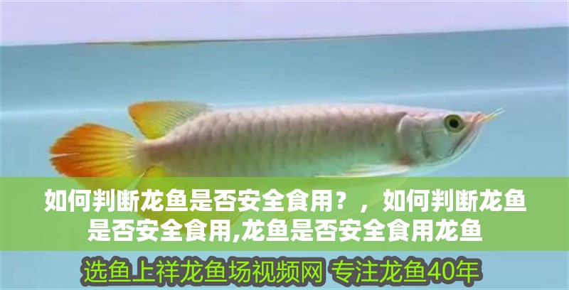 如何判斷龍魚是否安全食用？，如何判斷龍魚是否安全食用,龍魚是否安全食用龍魚