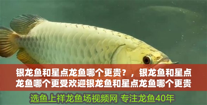 詳細閱讀:銀龍魚和星點龍魚哪個更貴?,銀龍魚和星點龍魚哪個更受歡迎銀龍魚和星點龍魚哪個更貴 銀龍魚和星點龍魚哪個更貴?,銀龍魚和星點龍魚哪個更受歡迎銀龍魚和星點龍魚哪個更貴