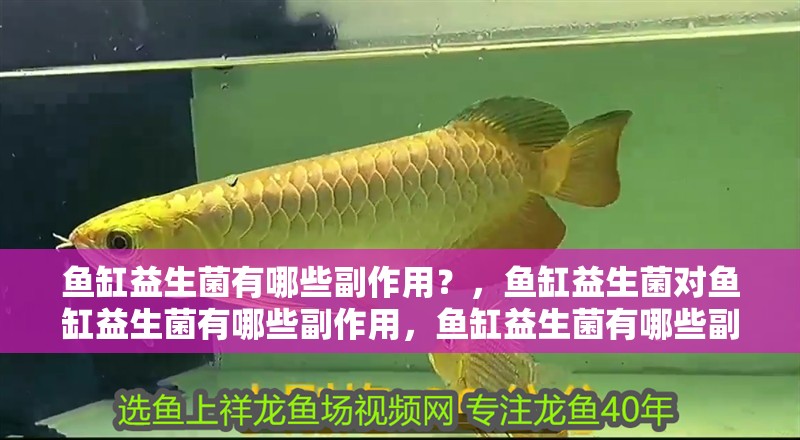 魚缸益生菌有哪些副作用？，魚缸益生菌對魚缸益生菌有哪些副作用，魚缸益生菌有哪些副作用
