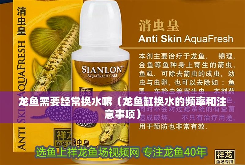 龍魚需要經常換水嘛（龍魚缸換水的頻率和注意事項）