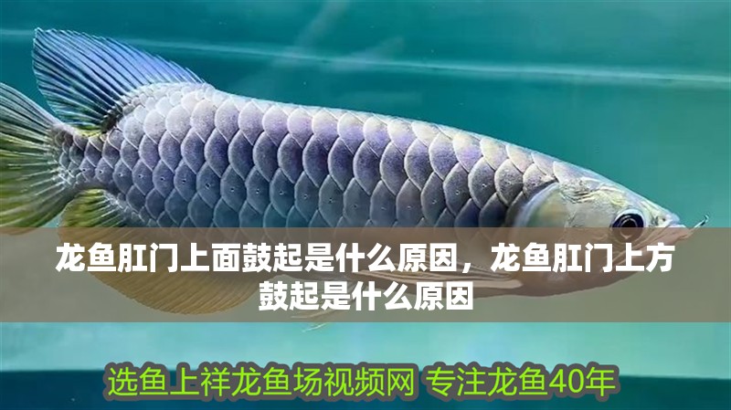 龍魚肛門上面鼓起是什么原因，龍魚肛門上方鼓起是什么原因
