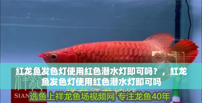 詳細閱讀:紅龍魚發色燈使用紅色潛水燈即可嗎?,紅龍魚發色燈使用紅色潛水燈即可嗎 紅龍魚發色燈使用紅色潛水燈即可嗎?,紅龍魚發色燈使用紅色潛水燈即可嗎