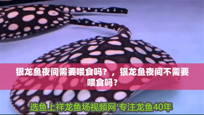 銀龍魚夜間需要喂食嗎？，銀龍魚夜間不需要喂食嗎？