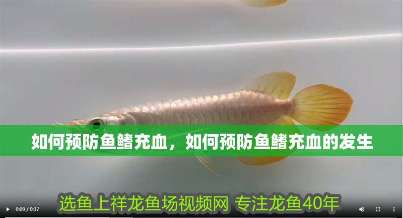 如何預防魚鰭充血，如何預防魚鰭充血的發生