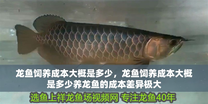 龍魚(yú)飼養(yǎng)成本大概是多少，龍魚(yú)飼養(yǎng)成本大概是多少養(yǎng)龍魚(yú)的成本差異極大