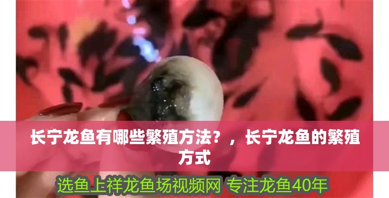 長寧龍魚有哪些繁殖方法？，長寧龍魚的繁殖方式