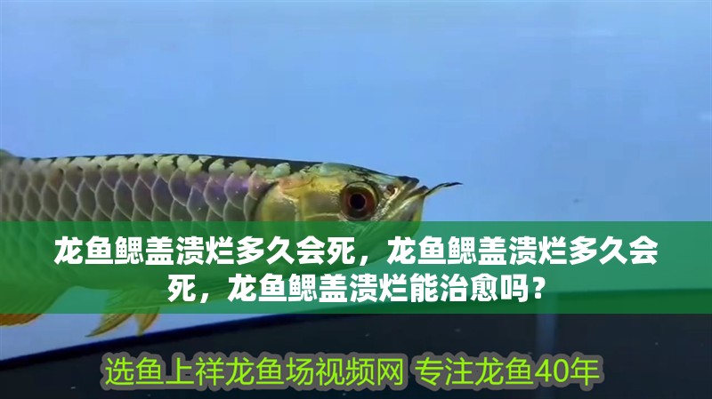 龍魚鰓蓋潰爛多久會死，龍魚鰓蓋潰爛多久會死，龍魚鰓蓋潰爛能治愈嗎？