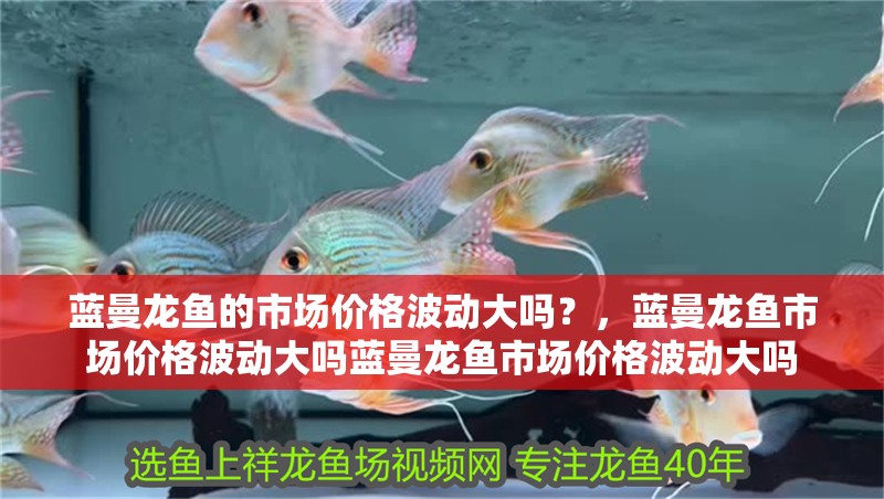 藍曼龍魚的市場價格波動大嗎？，藍曼龍魚市場價格波動大嗎藍曼龍魚市場價格波動大嗎