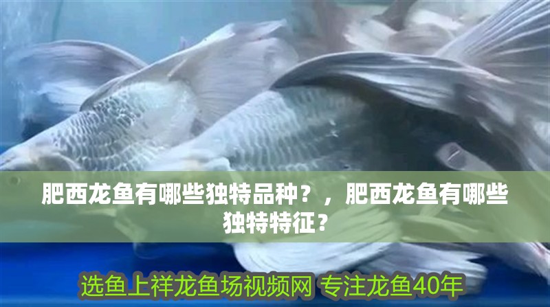 肥西龍魚有哪些獨特品種？，肥西龍魚有哪些獨特特征？
