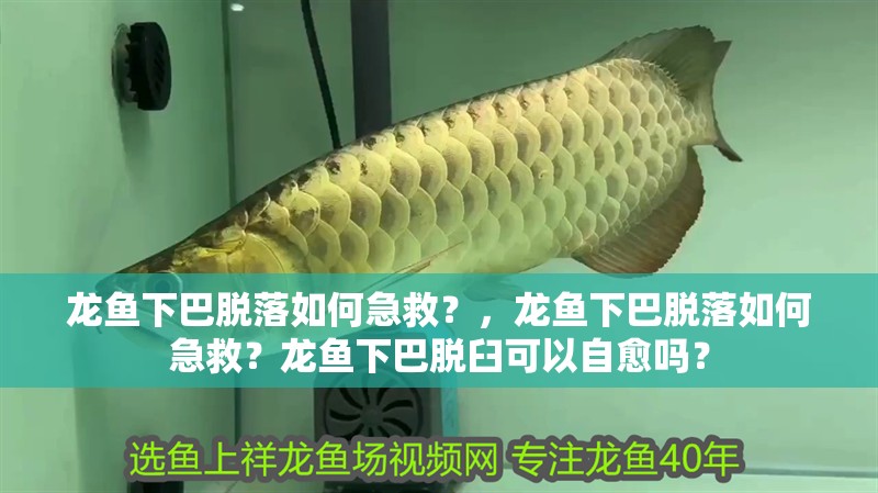 龍魚下巴脫落如何急救？，龍魚下巴脫落如何急救？龍魚下巴脫臼可以自愈嗎？