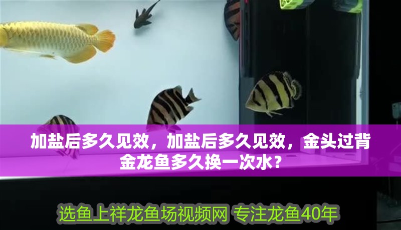 加鹽后多久見效，加鹽后多久見效，金頭過背金龍魚多久換一次水？ 加鹽后多久見效，加鹽后多久見效，金頭過背金龍魚多久換一次水？ 龍魚百科