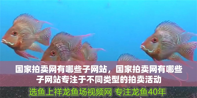 國家拍賣網(wǎng)有哪些子網(wǎng)站，國家拍賣網(wǎng)有哪些子網(wǎng)站專注于不同類型的拍賣活動(dòng)