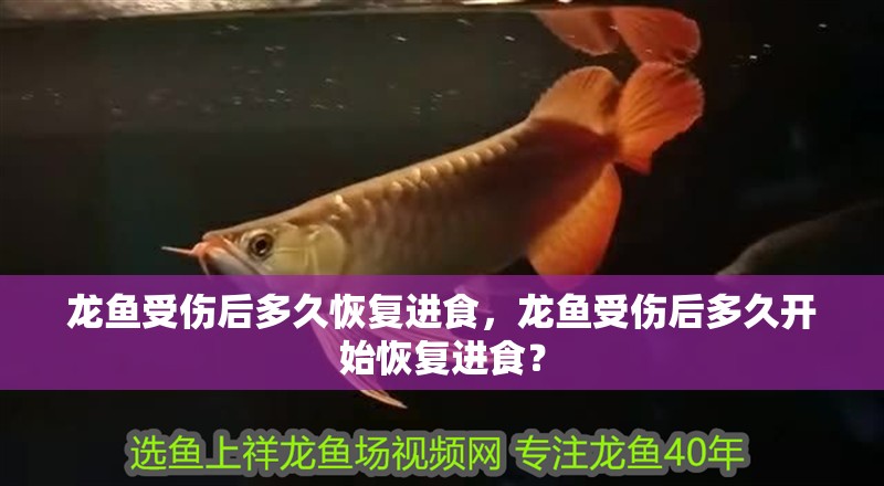 龍魚受傷后多久恢復進食，龍魚受傷后多久開始恢復進食？