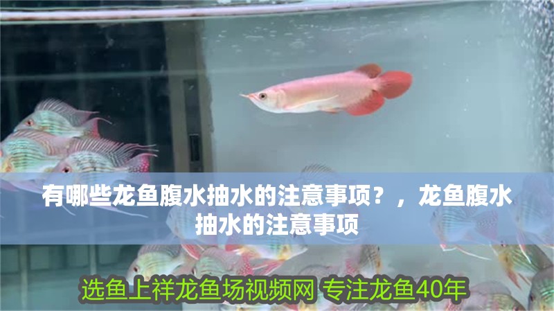 有哪些龍魚腹水抽水的注意事項？，龍魚腹水抽水的注意事項